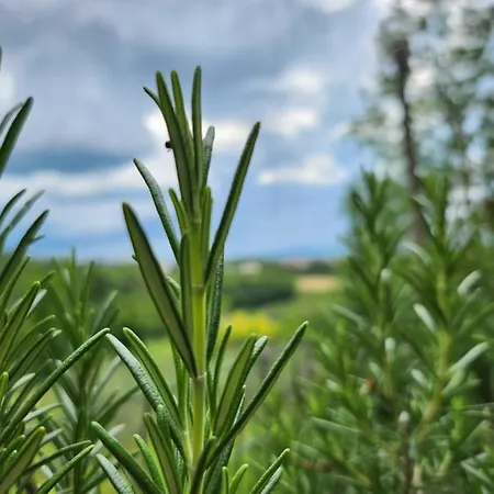 Il Giuggiolo - La Collina Della Quiete